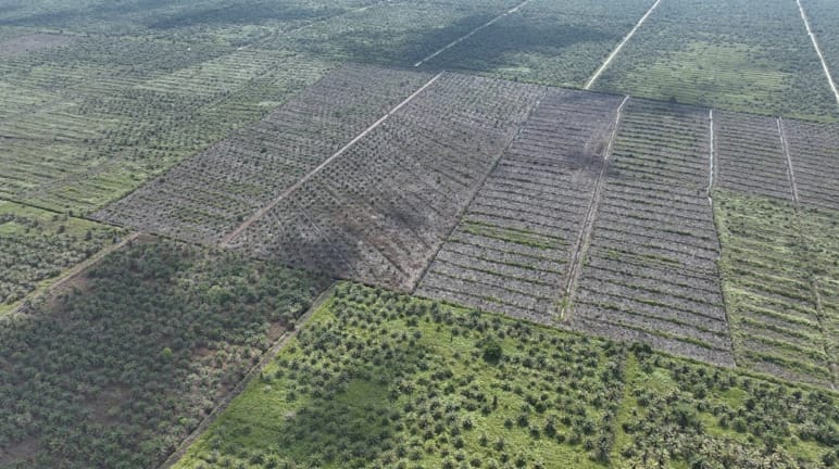 HGU kelapa sawit di dalam kawasan lindung gambut Tripa